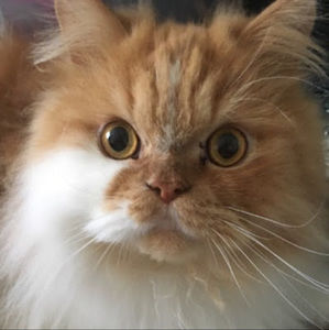 Meet your Posher, Alexandra